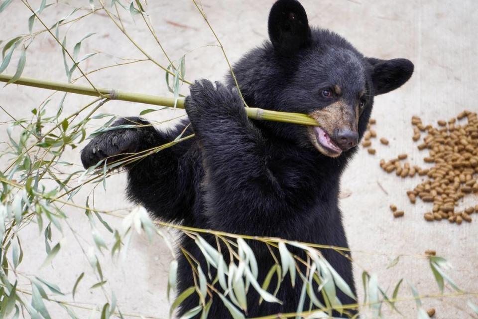 Wildlife officials found the cub abandoned in April and entered him into a rehab setting with other cubs before attempting to re-release him into the wild in September.