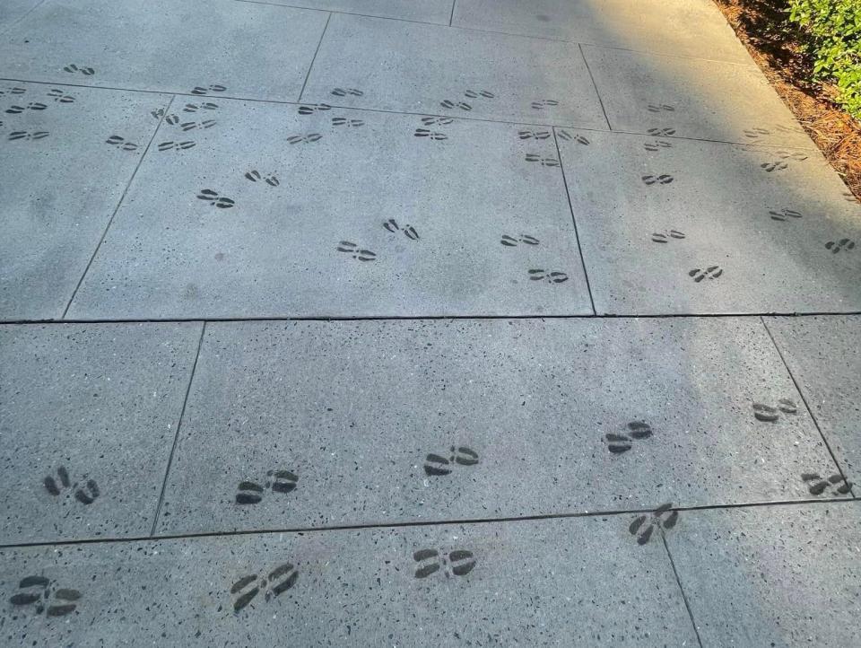 fake animal tracks on the sidewalk at wilderness lodge resort in disney world