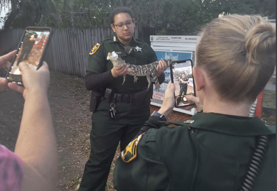 Stolz präsentiert eine der Beamtinnen den Miniatur-Alligator nach der Rettungsaktion. (Quelle: Polk County Sheriffs Office)