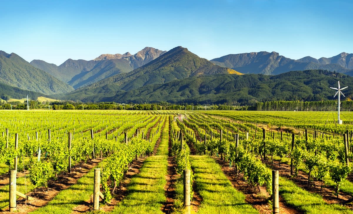 The Marlborough region accounts for three-quarters of New Zealand’s wine production (Getty Images/iStockphoto)