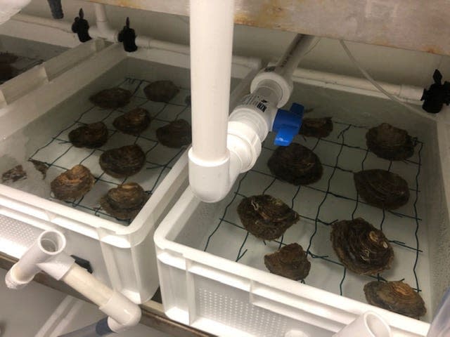 Oyster hatchery