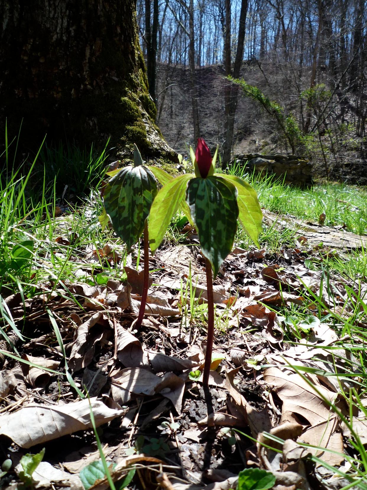 A trillium is one of the spring-blooming wildflowers found in the Cave River Valley property.