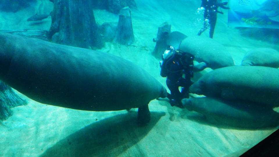 The River Safari, which houses the world’s largest freshwater aquarium, unveiled a manatee as its new animal icon on Wednesday (25 May). (Yahoo/Erin Kimbrell)