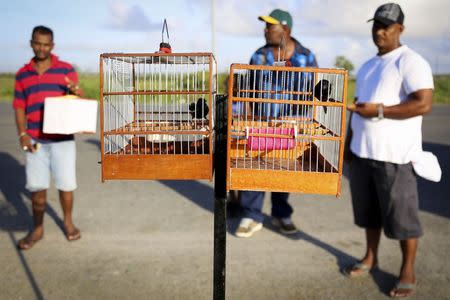 Bird owners watch their finches chirping in Schoonord November 16, 2014. REUTERS/Girish Gupta