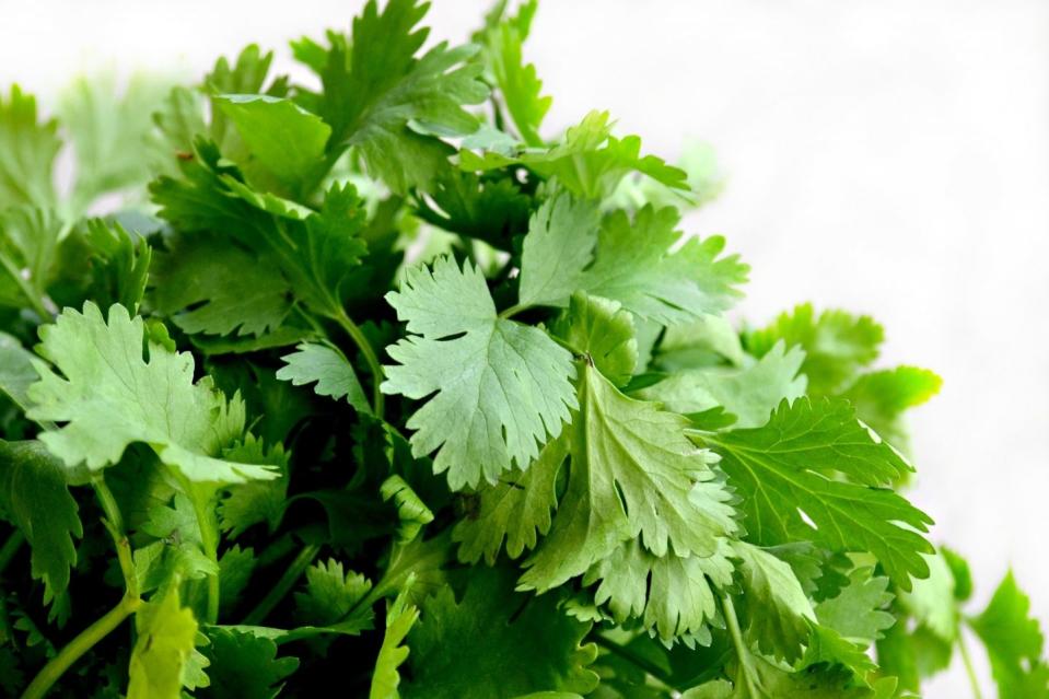 infusión de cilantro