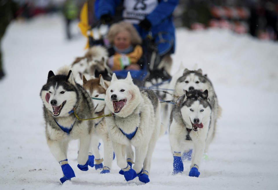 FILE - In this March 3, 2018, file photo, Eagle River, Alaska musher Tom Schonberger's lead dogs trot along Fourth Avenue during the ceremonial start of the Iditarod Trail Sled Dog Race in Anchorage, Alaska. The world's foremost sled dog race kicks off its 47th running this weekend on Saturday, March 2, 2019, as organizers and competitors strive to push past a punishing two years for the image of the sport. Some of the drama has been resolved for Alaska's Iditarod Trail Sled Dog race. (AP Photo/Michael Dinneen, File)