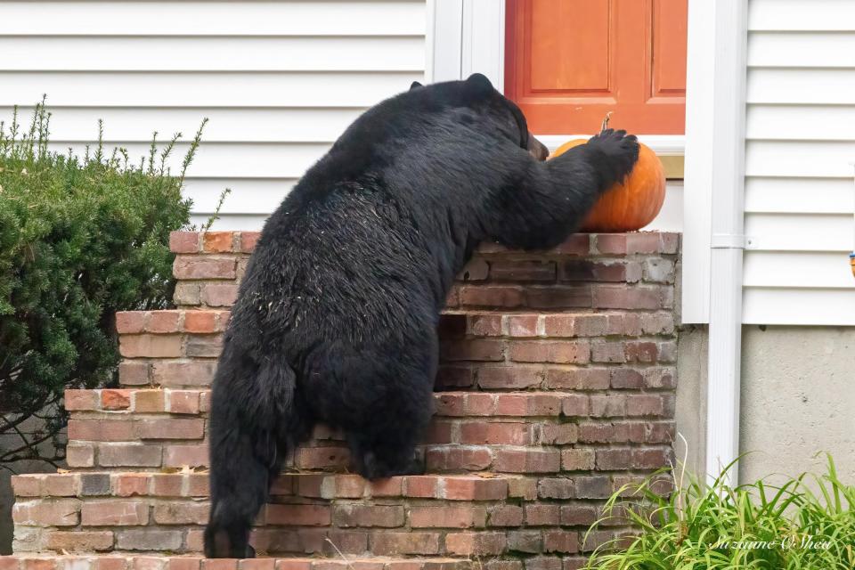 Pumpkin the bear was spotted going after a pumpkin on someone's doorstep.