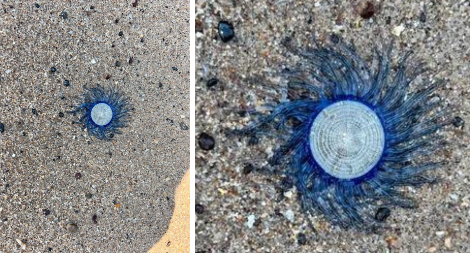 Blue button sea creature on sand