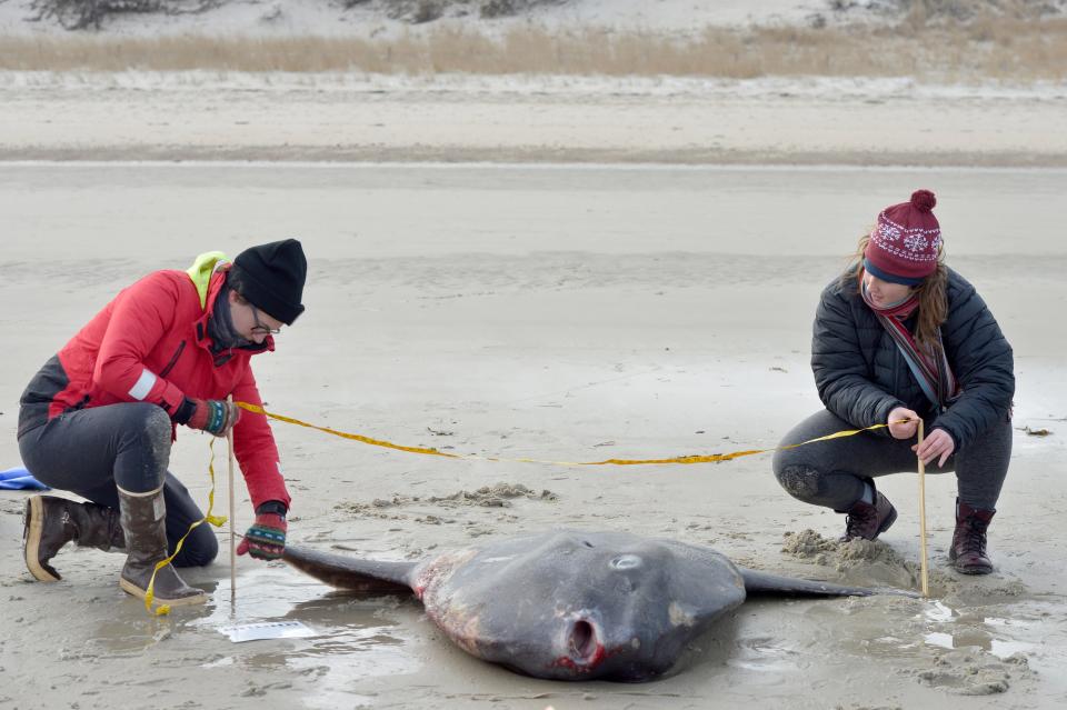 Eliska Pollara, left, and Grace Dixon, both from with the New England Coastal Wildlife Alliance, take a measurement of a dead ocean sunfish on the flats of Corporation Beach in Dennis Tuesday morning.