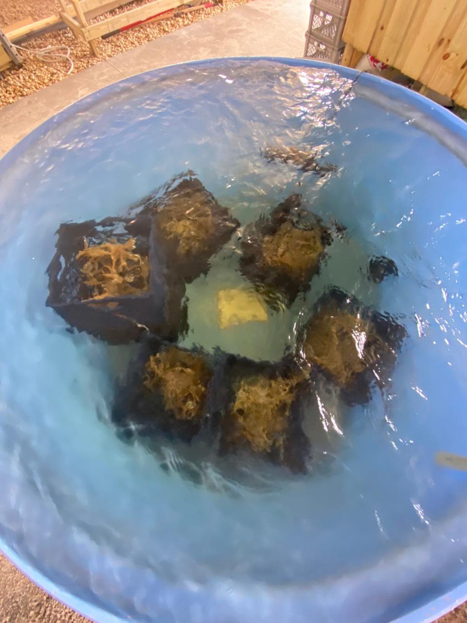 Staghorn coral rescued from a Mote Marine Laboratory and Aquarium field research station in an attempt to save rare and threatened corals from the abnormally warm waters and ongoing coral bleaching off the Florida coast for future reef restoration purposes.