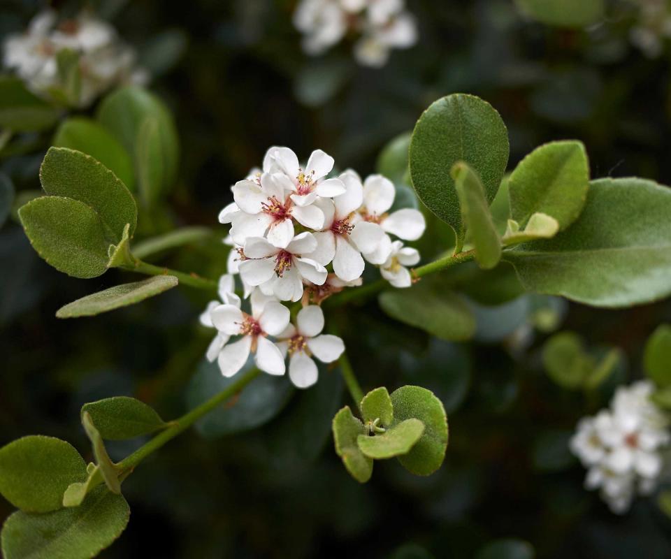 Indian hawthorn