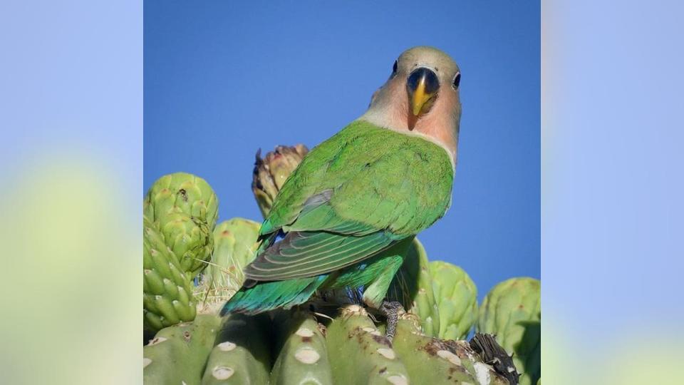 <div>Love is in the air. Well, at least this Peach Faced Lovebird captured by Mark Koster!</div>