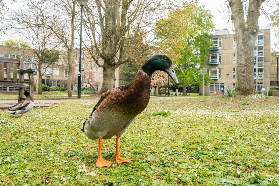 York university campus duck Long Boi went viral due to his impressive stature (Danny Lawson/PA) (PA Archive)