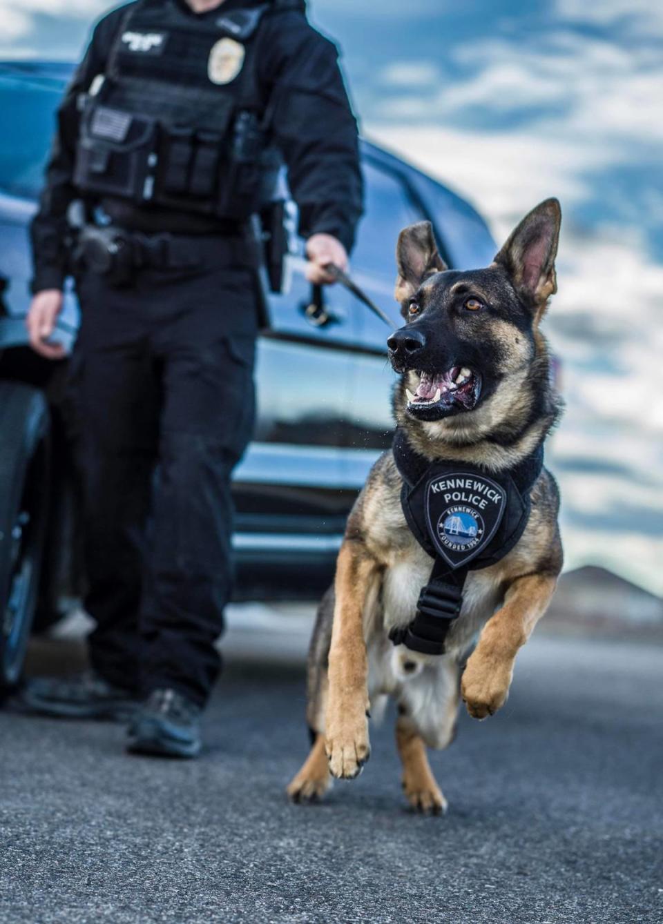 Kennewick Police K9 Ivan is credited with finding a pistol after a suspect brandished it at a woman in a parking lot.