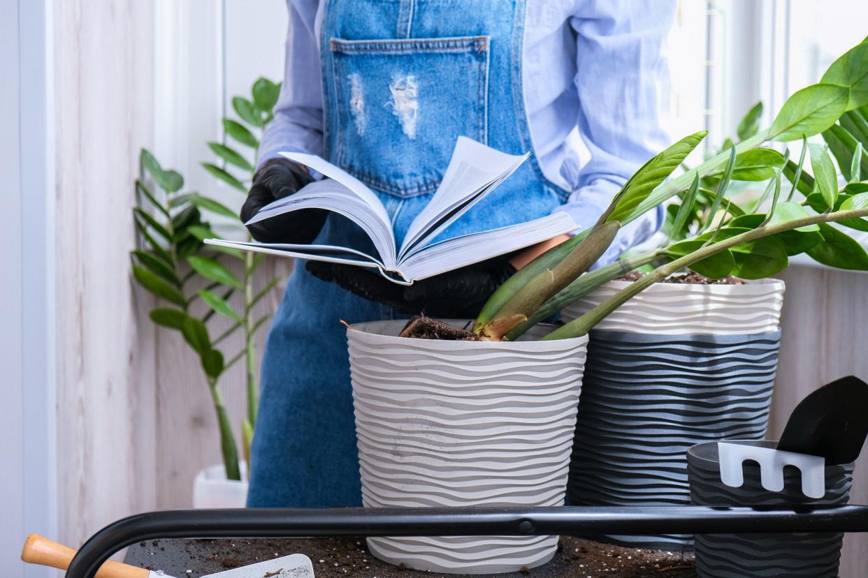 Gardener woman reading book and transplants indoor plants and use a shovel on table. Zamioculcas Concept of plants care and home garden. Spring planting. Money tree