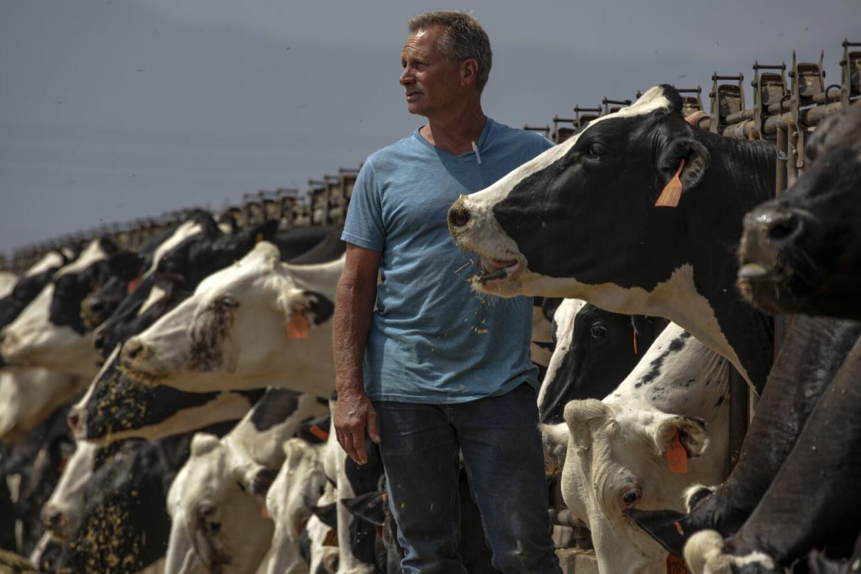 A man stands with his cows.