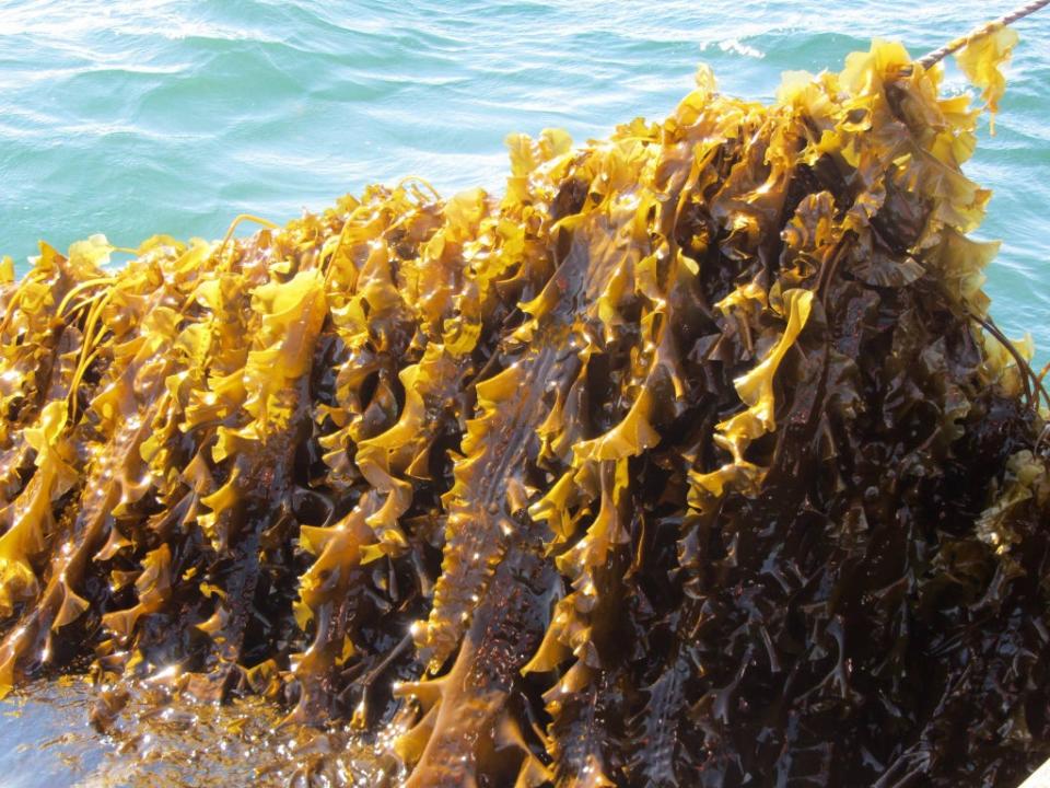 Harvesting seaweed research samples at Queen’s University Marine Lab in Portaferry, Co. Down (Queen’s University/PA)