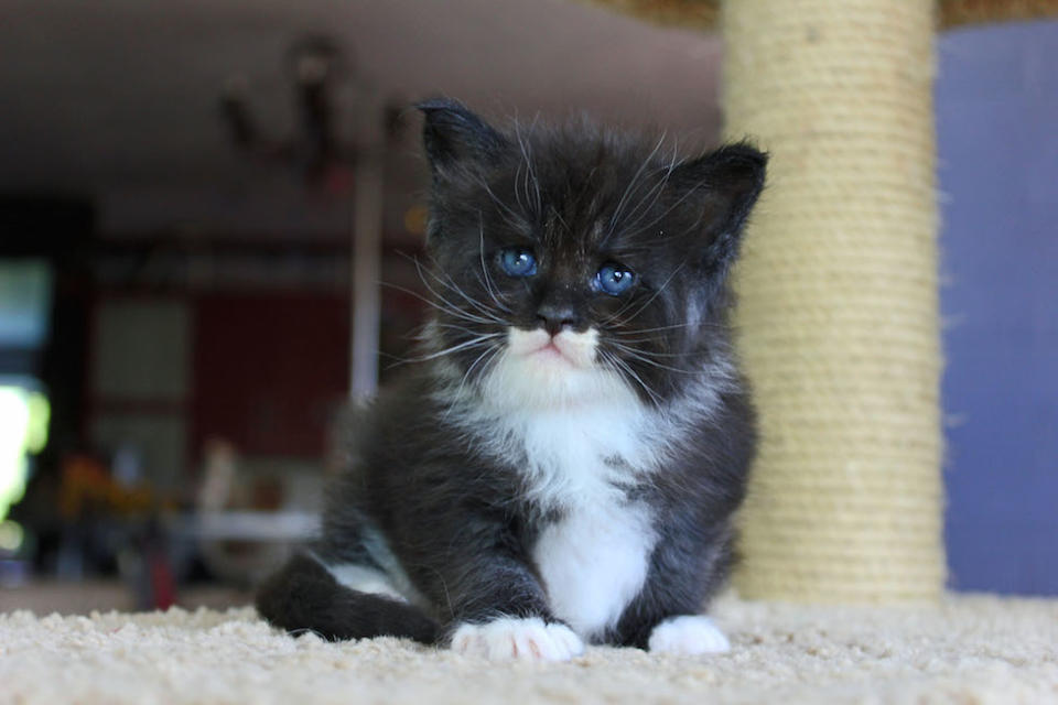 Confucius is a Maine Coon cat, one of the largest domestic breeds (Picture: Caters)