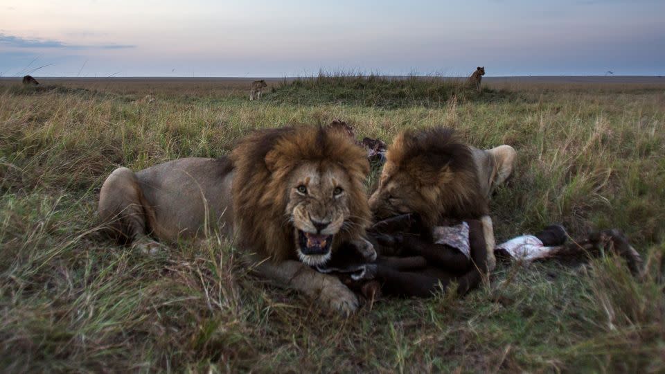 Male lions feed on a kill in Maasai Mara National Reserve in Kenya. Never go out on a safari alone. If you're one of the very rare tourists caught in an actual lion attack, having other people with you might be your salvation. - Anup Shah/Stone RF/Getty Images