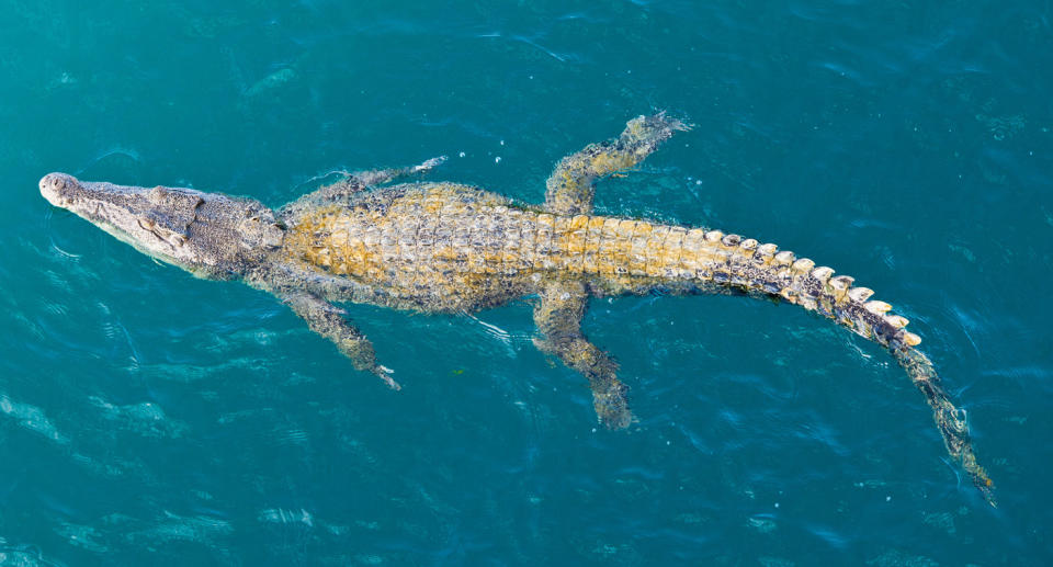 A crocodile can be seen swimming in water.