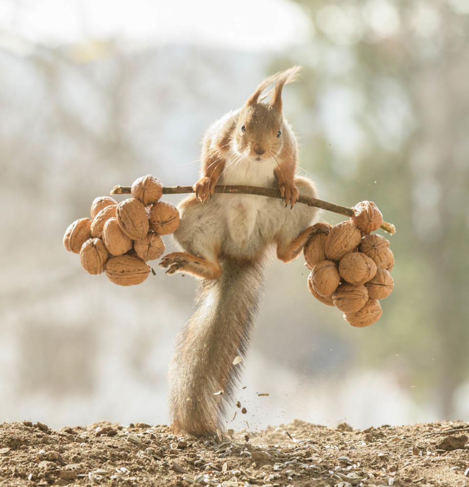 Dieses Eichhörnchen macht "Hanteltraining" mit Walnüssen. (Bild: Caters News)