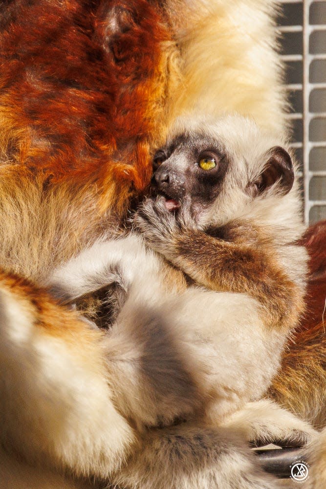 Since her January birth, an infant Coquerel's sifaka has been bonding with her mother Aemilia at the Jacksonville Zoo and Gardens. A species of lemur, Coquerel's sifakas are native to Madagascar and critically endangered.