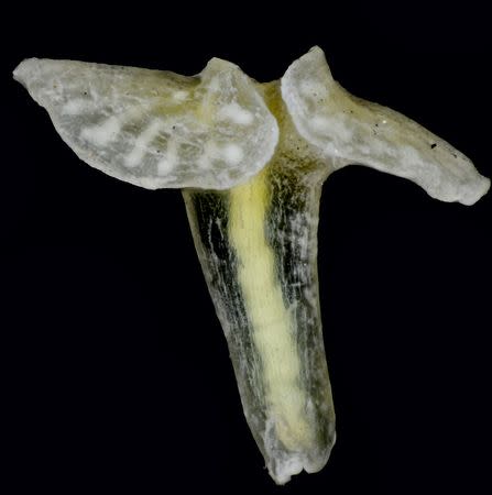 A multicellular animal, Dendrogramma enigmatica, which was found on the sea floor, at a depth of about 3,200 feet (1,000 meters), off Point Hicks, Victoria, Australia. REUTERS/Jørgen Olesen/Handout via Reuters