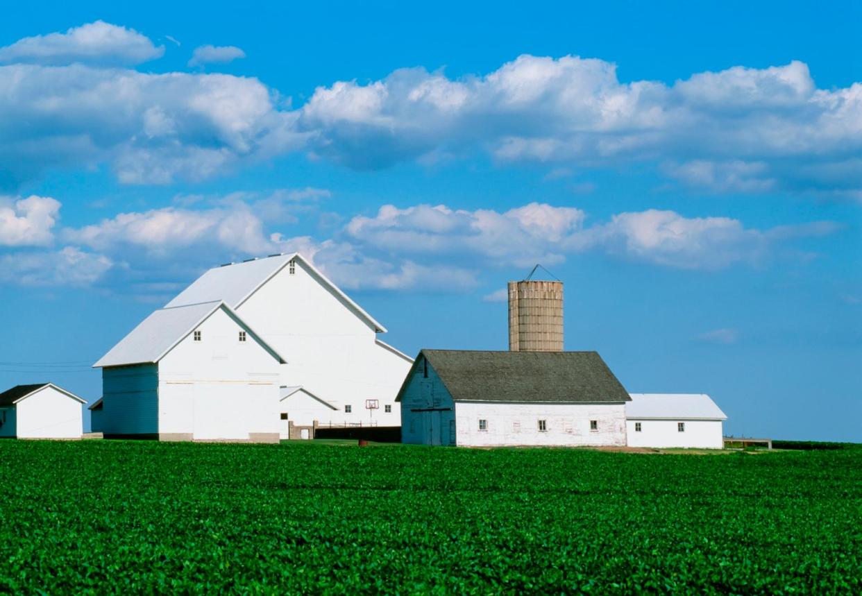 PHOTO: Field of mid growth soybean plants with white barns and silos in the background near Big Rock, IL, in an undated photo. (Howard Ande/Design Pics Editorial/Getty Images)