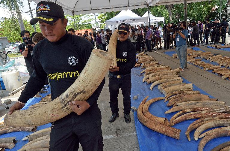 Thai customs officers carry confiscated elephant tusks during a press conference at the Customs Bureau in Bangkok on April 27, 2015