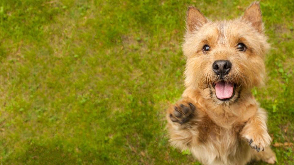 Norwich Terrier