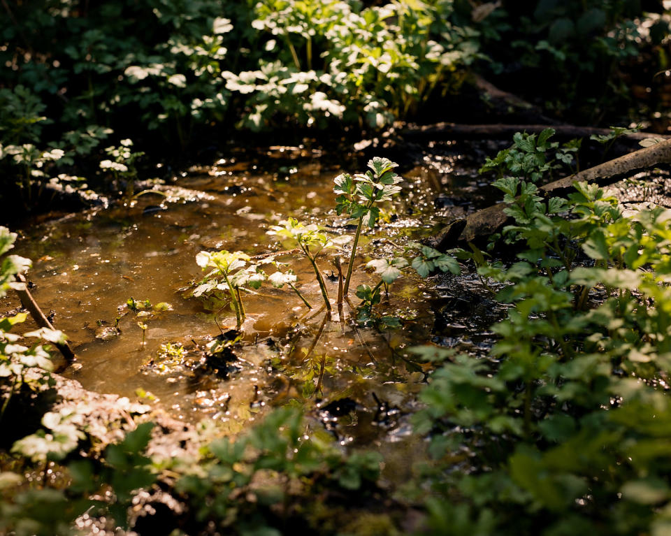 Water stands in the woods near Martlesham Creek, where the water is too polluted with E. coli to swim, in Woodbridge, Suffolk, on April 19, 2023. (Alice Zoo for NBC News)