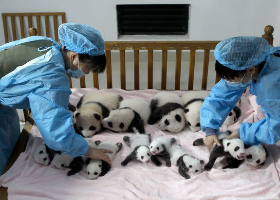 Other things you can put in cribs: panda cubs.