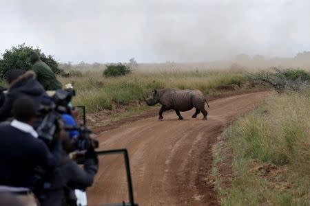 FILE PHOTO: Photographers and Kenya Wildlife Service (KWS) personnel watch a female black rhino cross a road during a rhino translocation exercise In the Nairobi National Park, Kenya, June 26, 2018. REUTERS/Baz Ratner/File Photo