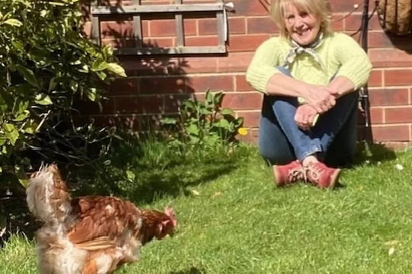 Rescued battery hens find a happy home with Nancy Birtwhistle