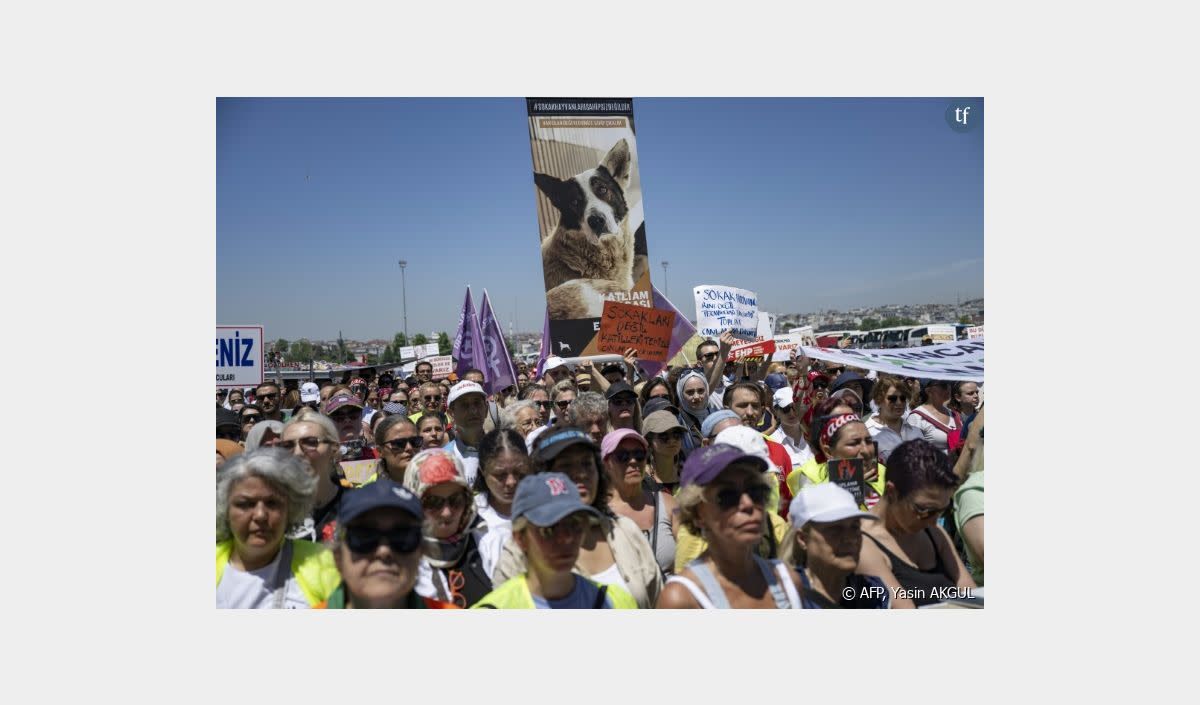 "Dites non au massacre !" : à Istanbul, on se révolte contre l'euthanasie massive des chiens errants Des militants des droits des animaux manifestent contre le projet de loi du parti au pouvoir AKP visant à retirer les chiens errants des rues, le 2 juin 2024 à Istanbul - AFP, Yasin AKGUL