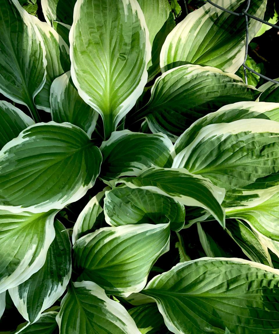 healthy hosta leaves