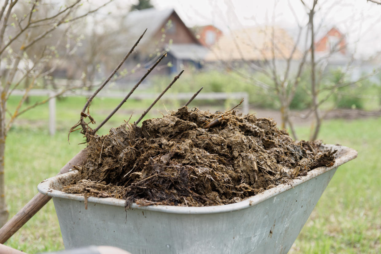 Nicht gerade ideal zum Mauerbau geeignet, vor allem nicht für die Bewohner der angrenzenden Grundstücke: Eine Schubkarre voll Kuh-Mist. (Symbolbild: Getty) 