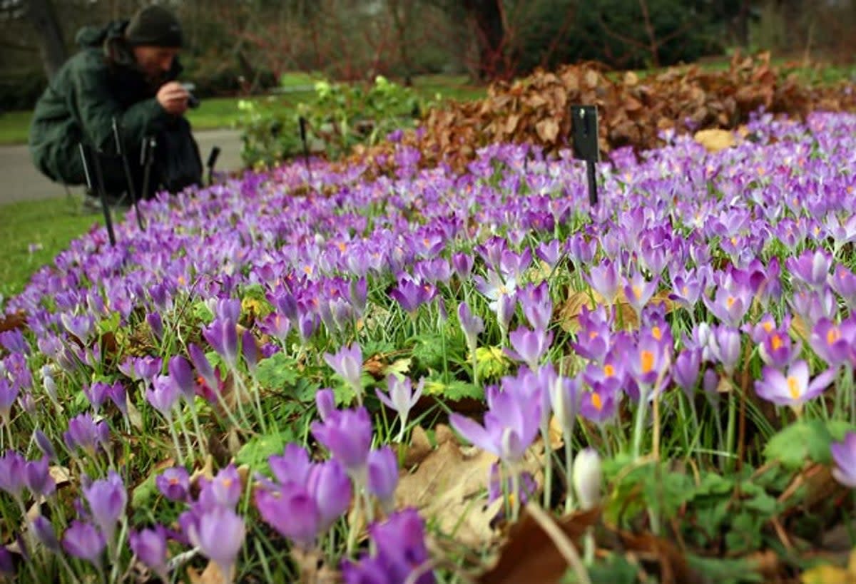 Crocuses in bloom at Kew Gardens (Susannah Ireland)