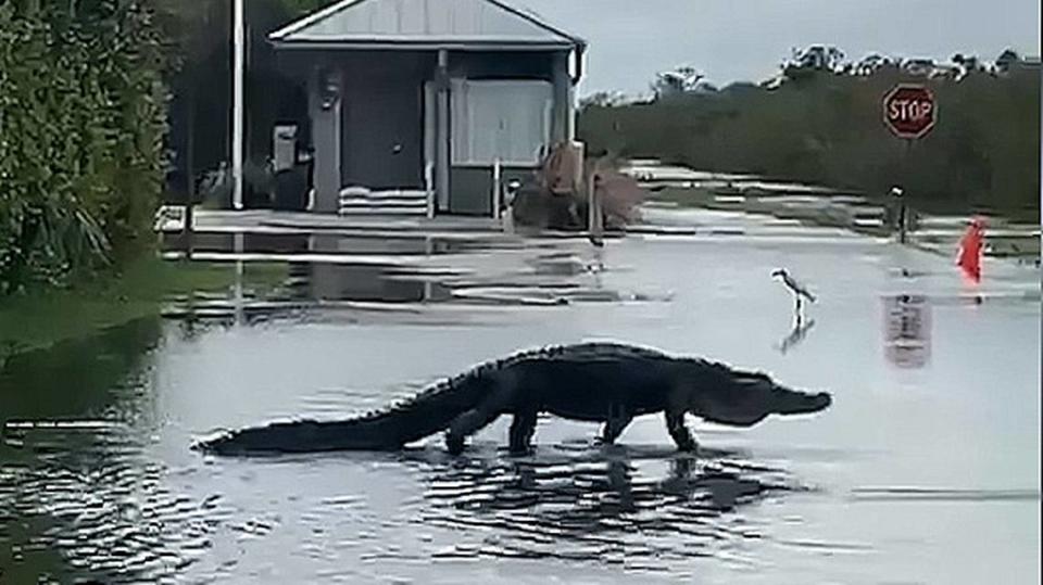 An alligator crosses a flooded road near the entrance to Shark Valley at Everglades National Park. The area has been closed since Tropical Storm Eta drenched the area with heavy rain last month.