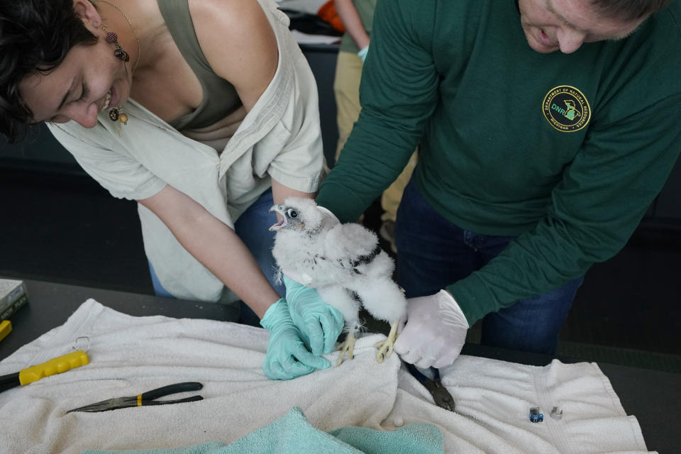 Michigan State University Fish and Wildlife Club member Molly Engelman assists Department of Natural Resources wildlife biologist Chad Fedewa in banding a peregrine chick, Wednesday, May 24, 2023, in East Lansing, Mich. Fedewa banded four peregrine falcon chicks that live in a nest situated on the top of Spartan Stadium, home of Michigan State University's football team. (AP Photo/Carlos Osorio)