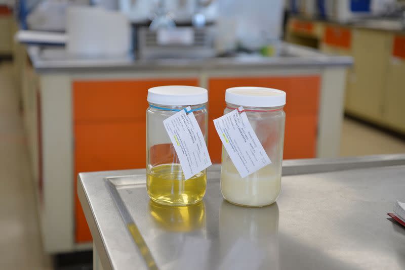 Canola oil at the Parkland Fuel laboratory in Burnaby