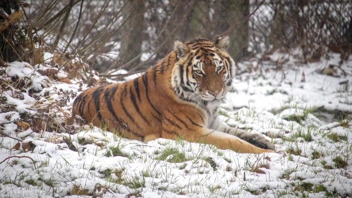 Animals waking up to snow as Storm Larisa sweeps Woburn Safari Park (PA)