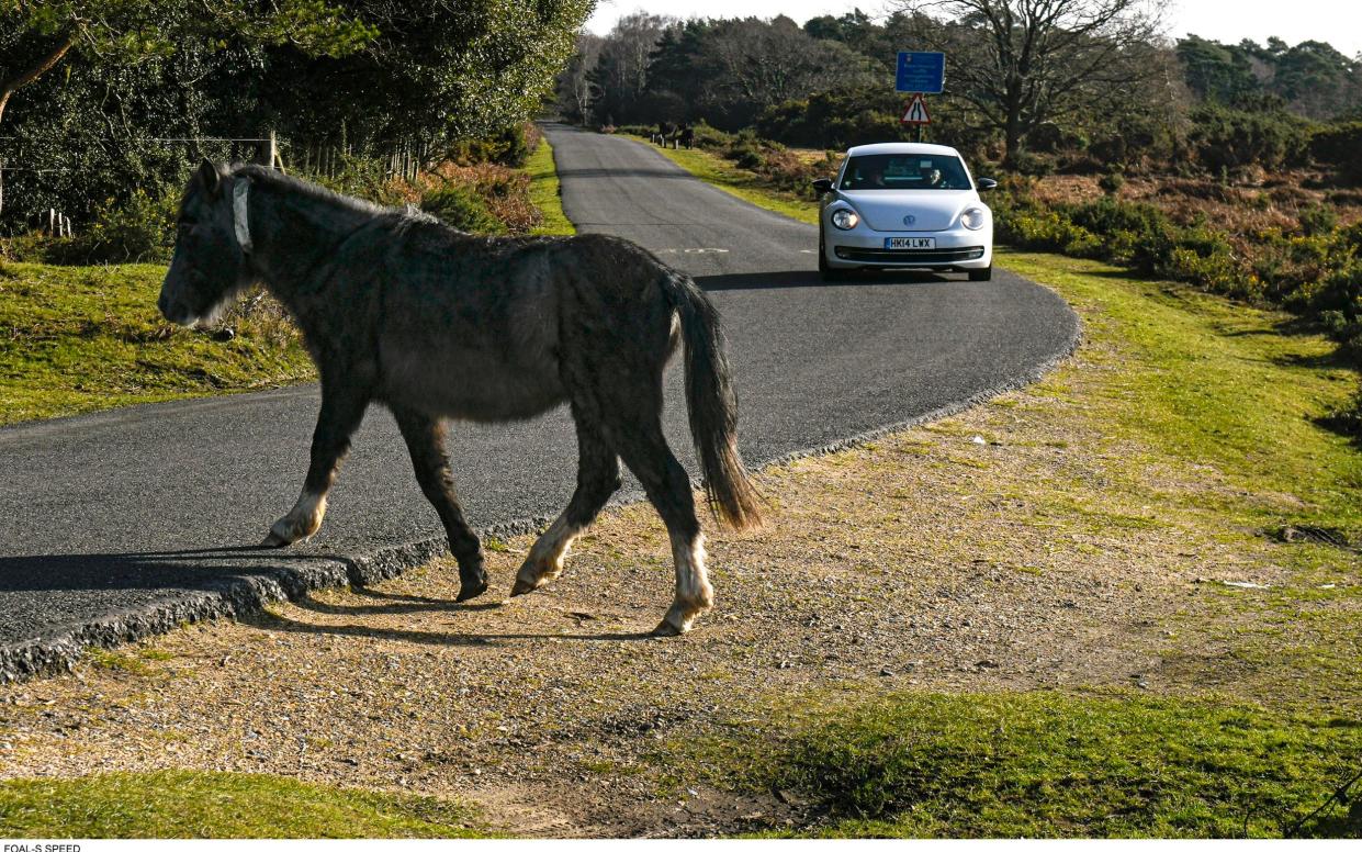 A car slowly approaches a pony as it crosses Bull Hill Road, The New Forest