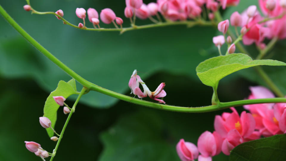 Orchid mantis in the center frame on a stem surrounded by other flowers that look very similar.