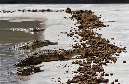 Crocodiles feed on vegetarian pellets inside a pen at Nyanyana Crocodile Farm in Kariba, in this picture taken April 2, 2014. REUTERS/Philimon Bulawayo