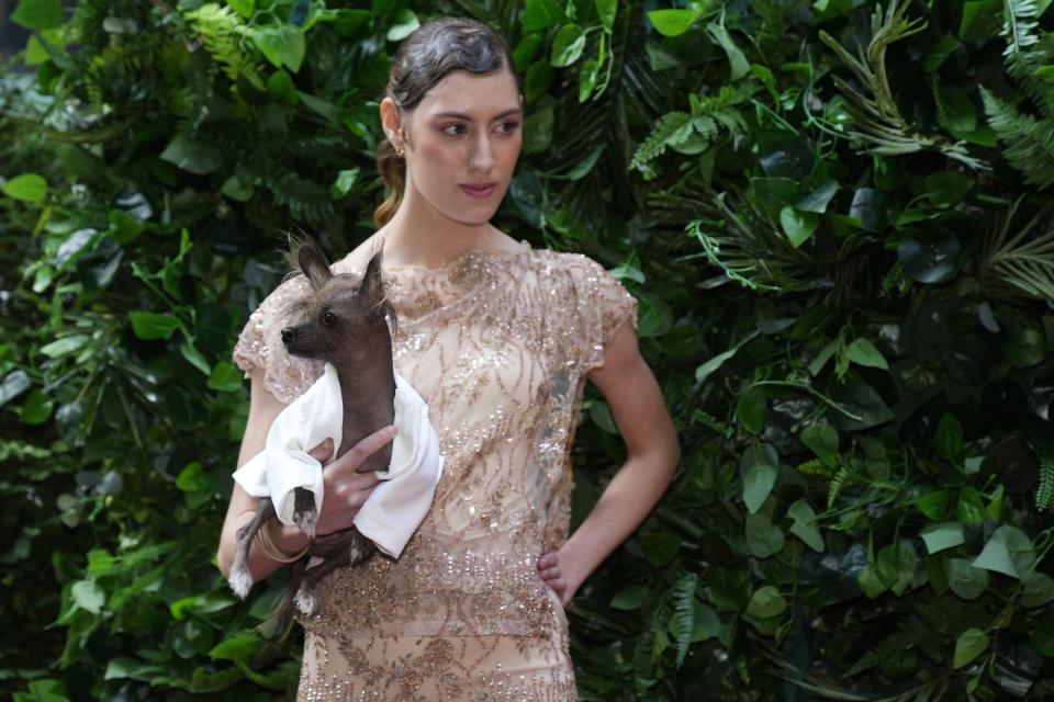 A dog and model attend the Pet Gala fashion show at AKC Museum of The Dog on Monday, May 20, 2024, in New York. (Photo by Charles Sykes/Invision/AP)