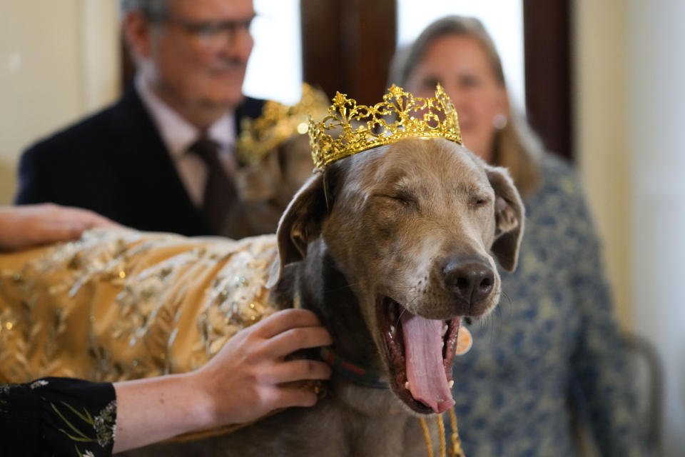His Majesty XXX, King Pete Sampras Gelderman, the king of the Krewe of Barkus, a Mardi Gras dog parade, yawns as he is introduced at the krewe's traditional Friday lunch at historic Galatoire's Restaurant in New Orleans, Friday, Feb. 10, 2023. The Barkus parade, open to public and their dogs by registering for the event, goes through the French Quarter on Sunday, Feb. 12, 2023. (AP Photo/Gerald Herbert)