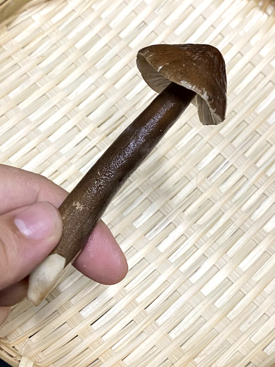 零失敗食譜│黑皮雞樅菌炒蘆筍  咁樣處理過菇最香