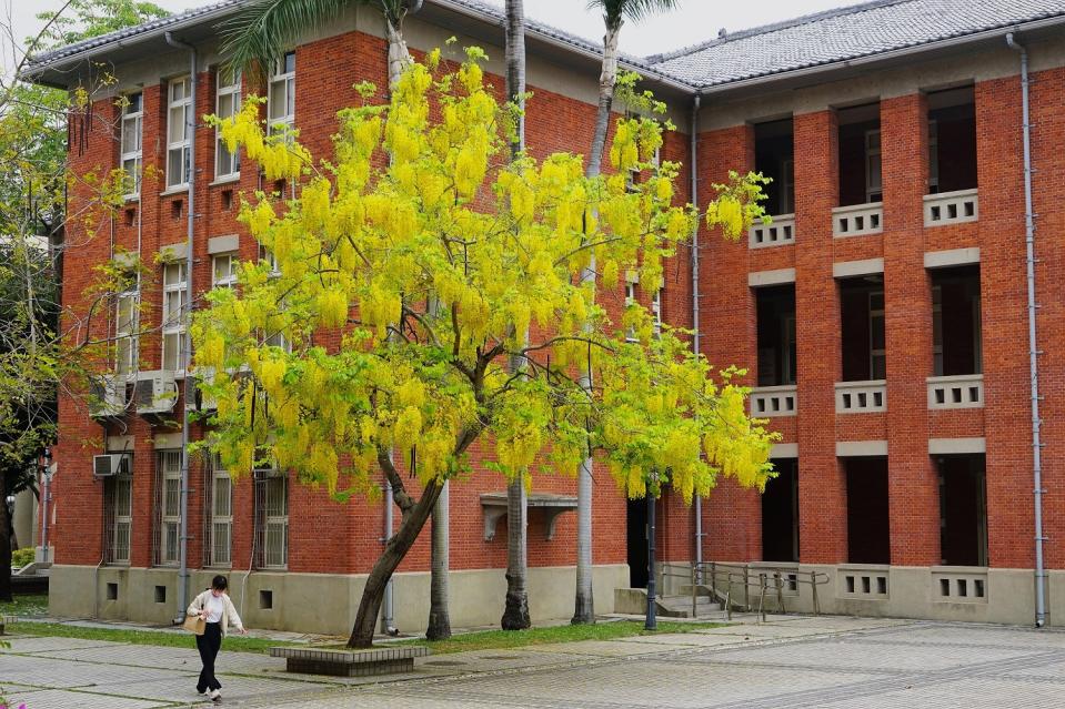 台南大學校園內的阿勃勒正盛開。（記者施春瑛攝）