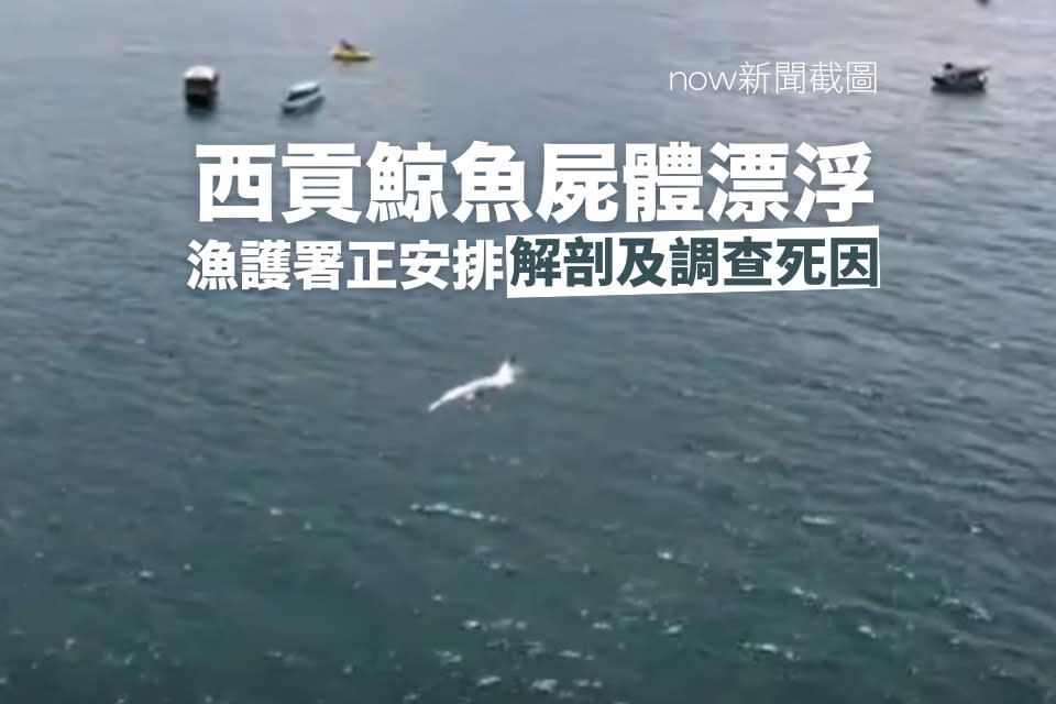 有片｜西貢牛尾洲鯨魚死亡　海洋公園將解剖及調查死因　研究作標本供科研教育